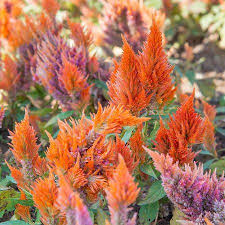 Fresh Look Plumed Celosia Seeds 1000 Seeds Orange Annual Flower Gardening Seeds Celosia Plumosa Walmart Com Annual Flowers Flower Landscape Garden Seeds