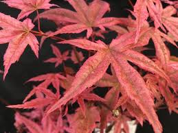 Acer palmatum 'shindeshojo' is a compact, bushy maple. Acer Palmatum Shindeshojo