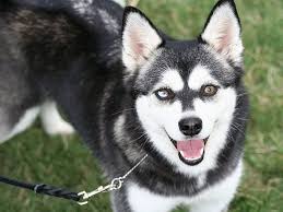 If you have a husky puppy or are thinking of getting one, size is important to note! Alaskan Klee Kai Dog Full Profile History And Care