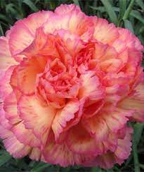 Havana Carnation Carnation Flower Hibiscus Flowers Flowers