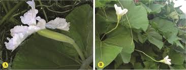 Image result for Lagenaria rufa