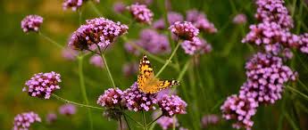 Epingle Sur Fleurs
