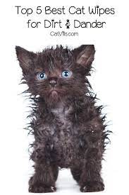 Top 5 Best Cat Wipes For Dealing With Dirt And Dander Cats Cool Cats Cute Baby Cats