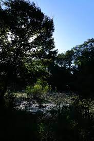 ボード 今日の写真と言葉 のピン