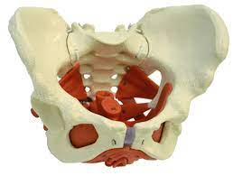 It bisects the true conjugate and is slightly shorter than the anatomical transverse diameter. Female Pelvis With Pelvic Floor Muscles A276