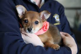 This brave puppy would never let a broken leg stop her from thanking her  rescuers - RSPCA SA