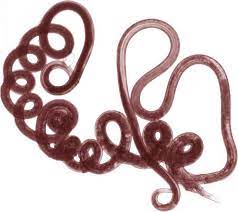 Les vers intestinaux sont des parasites intestinaux, profitant du corps humain pour se nourrir et se reproduire. Vers Intestinaux Symptomes Traitements Creapharma
