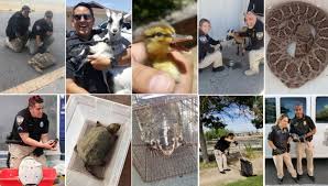 Bernalillo county animal care services's adoption process. Animal Welfare City Of Albuquerque