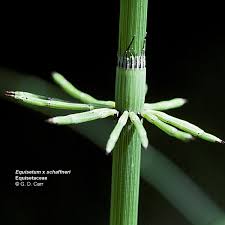 Image result for Equisetaceae