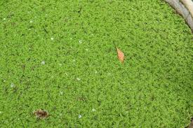Image result for Azolla pinnata