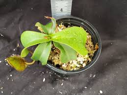 Image result for Nesaea spathulata