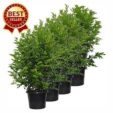 Image result for Murraya paniculata