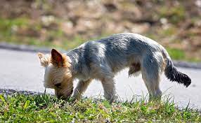 En effet, à un âge très avancé, les chiens sont diminués physiquement. Faire Piquer Son Chien Ou L Euthanasier Pourquoi Quand Comment