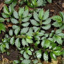 Image result for Elatostema monticola