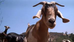 Data on goat simulator and other apps by coffee stain publishing. Goats Become Unlikely Tool In California S Battle Against Wildfires Climate Independent Tv