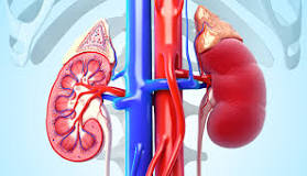 Image result for icd 10 code for bilateral renal artery stenosis