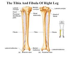 The ankle bone (bone that protrudes out) is called the malleolus. An Overview Of The Skeleton Ppt Video Online Download
