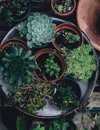 These antioxidants can be found in most varieties of coffee, including the regular type that you brew at home. Are Coffee Grounds Good For Succulents