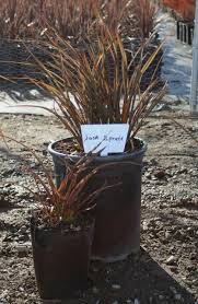 Phormium 'Jack Spratt' (Dwarf New Zealand Flax)