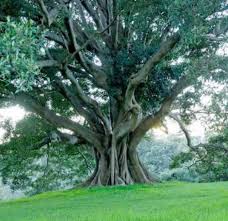 Image result for Ficus obliqua