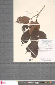 Image result for Cleistanthus polystachyus