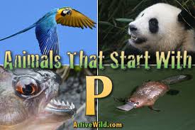 Octopus, okapi, opossum, orangutan, orca, ostrich, otter, owl. Animals That Start With P List Of Amazing Animals Beginning With P