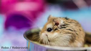 With this guide, we will go through the essentials you need for your hamster moving onto some of the things you need to know in order to give your hamster the care that they need. How To Take Care Of Dwarf Hamsters Types Cages Food And More