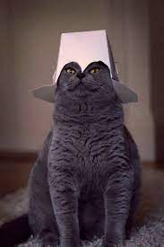 Shared Funny Cat Photos No Captions Cats Cat Pics Cute Animals