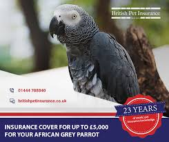 Бесплатные петы адопт ми|free pets adopt me. African Grey Parrot Insurance Pet Insurance Quotes Dog Quotes African Grey Parrot