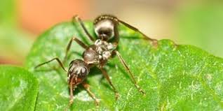 Fourmis Dans La Maison Ou Au Jardin Comment Les Chasser Et S En Debarrasser Chasser Les Fourmis Contre Les Fourmis Fourmis