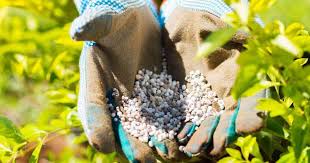 Well, i know that's still not quite the. 10 10 10 Fertilizer How To Use It And What Are The Benefits