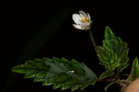 Conservation news on Botany