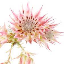 Palm beach wholesale flowers is a retail company based out of 1614 s dixie hwy, lake worth, florida, united states. Palm Beach Wholesale Flowers Inc Home Facebook