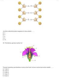 Apa sebenarnya perbedaan antara pembelahan mitosis. Plis Minta Bantuannya Brainly Co Id