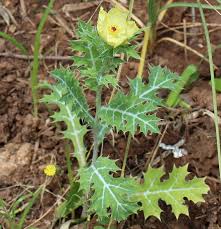 Image result for Argemone mexicana