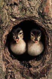 Baby Eendjes Cute Animals Animals Baby Animals