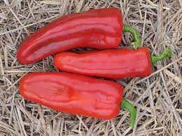 Red Marconi Pepper Baker Creek Heirloom Seed Co Horta