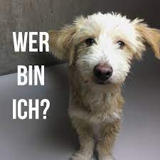 Ein anruf genügte und das team von g.k. Hunde Dna Test Stabchen Rein Sicher Sein Urban Dog