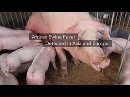 It was then described retrospectively in 1921 as a highly contagious hemorrhagic disease in both wild and domestic pigs. Colonialismo Trasiegos Y Dualidades Solfa Syllable Fiebre Amarilla Sintomas Ng African Swine Fever Tagalog