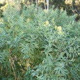Image result for Cestrum