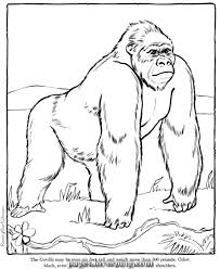 Koko The Gorilla Coloring Web Page In Black And White Coloring Gorilla 8211 Animal 82 Zoo Coloring Pages Zoo Animal Coloring Pages Animal Coloring Books