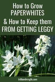 How To Grow Paperwhites That Won T Get Leggy Trillium Living Paperwhites Growing Indoors Big Indoor Plants
