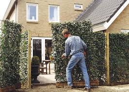 Easy Care Modern Privacy Combination Of Evergreen Hedge And Fence Architectural Lines Impenetrable Security Leafy Immergrune Hecke Sichtschutz Garten Zaun Hecke