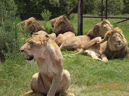 Lion And Rhino Park Johannesburg South Africa Johannesburg South Africa Lion