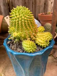 Image result for Euphorbia lividiflora