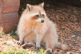 Pin On Furry Friends