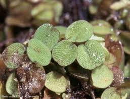 Image result for Salviniaceae