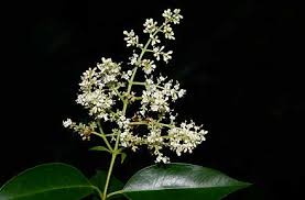 Image result for Oleaceae