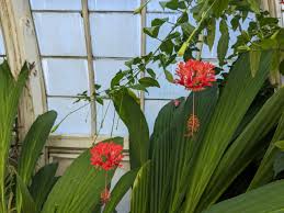 Image result for Hibiscus schizopetalus