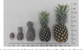Pineapple is a tropical fruit that is rich in important enzymes and nutrients. Pdf Physiochemical Changes During Growth And Development Of Pineapple Ananas Comosus L Merr Cv Sarawak Semantic Scholar